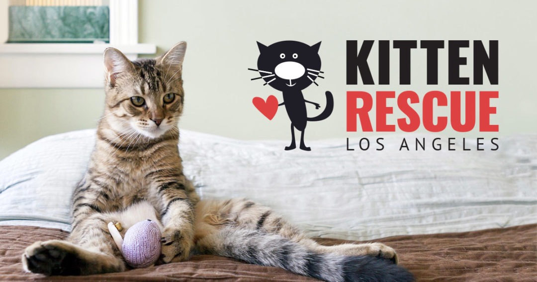 Adoptable Cats and Kittens, Los Angeles, Adopt a Pet