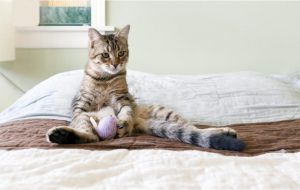 Kitten Rescue - Cat on Bed