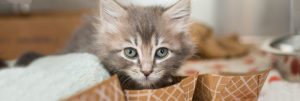 Kitten Rescue — Donate