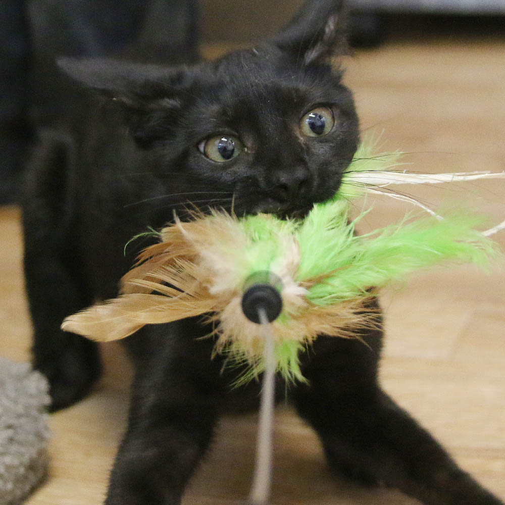 Black Kitten with the Kitten Crazies