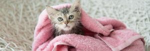 Kitten Rescue's Amazon Wishlist