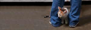 Kitten Rescue — Community Foster Program