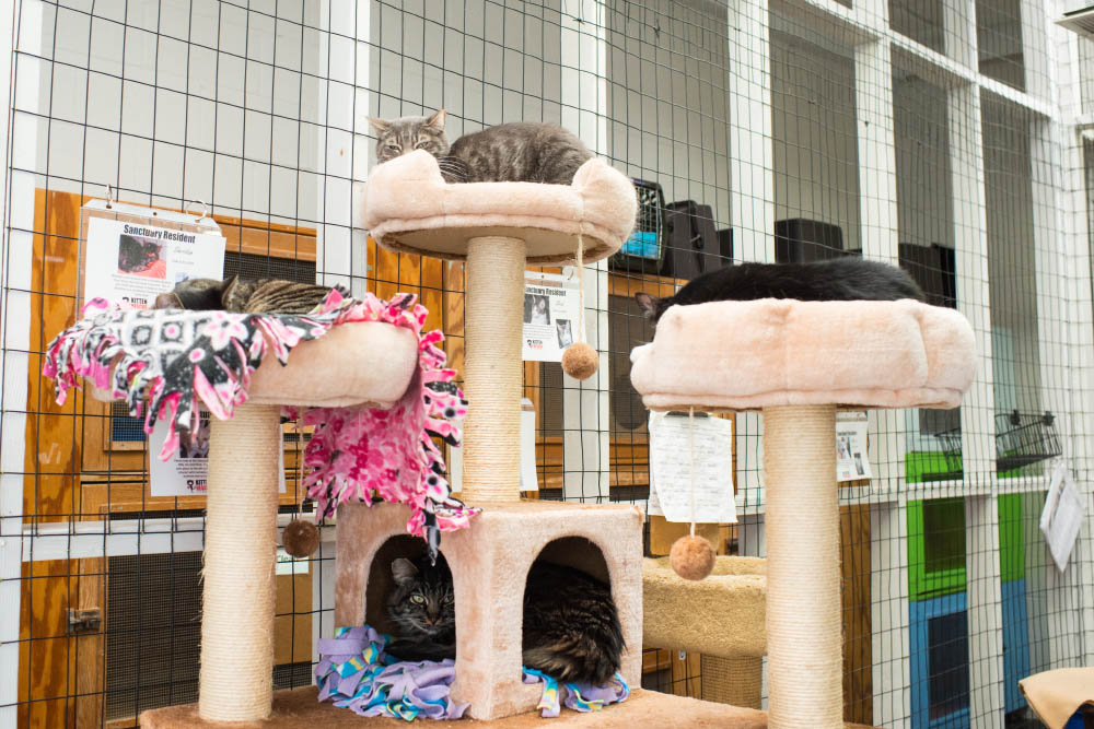 Rescue best sale village cats