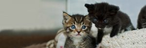 Kitten Rescue — Kitten Nursery