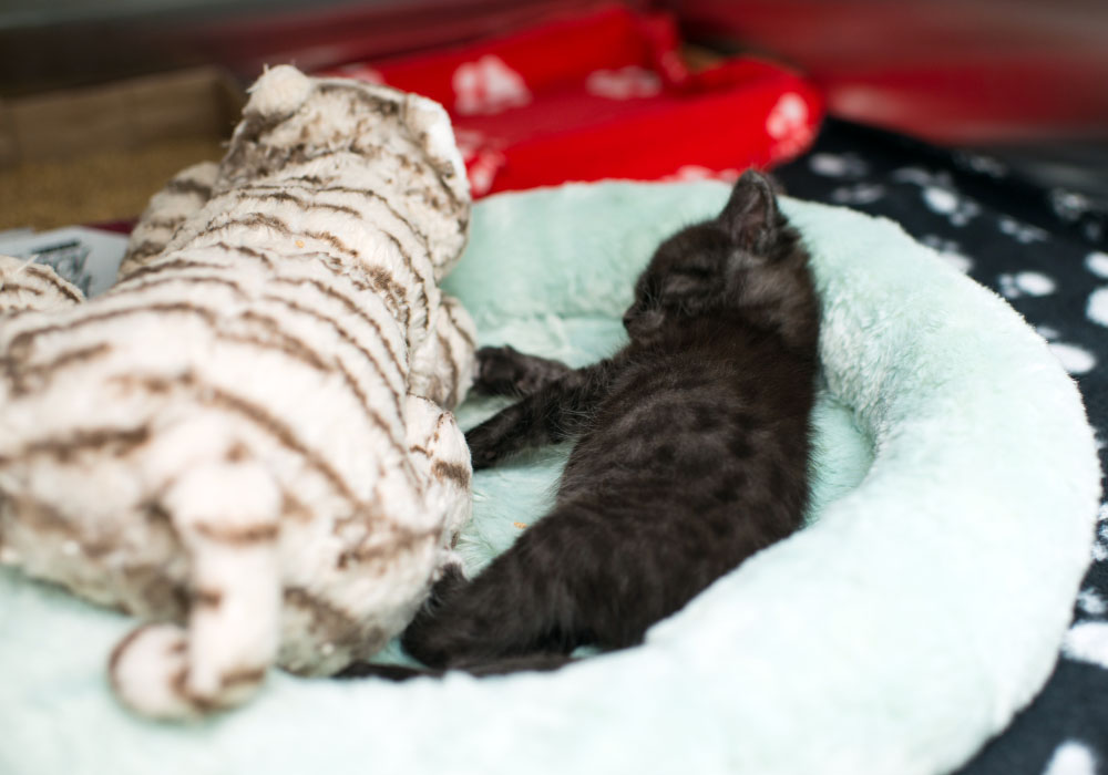 A kitten at Kitten Rescue's Kitten Nursery