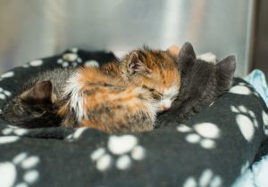Bottle Babies at Kitten Rescue's Kitten Nursery