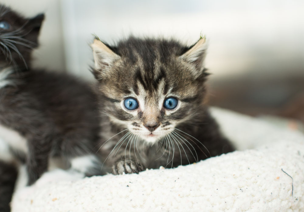 The Kitten Nursery Kitten Rescue