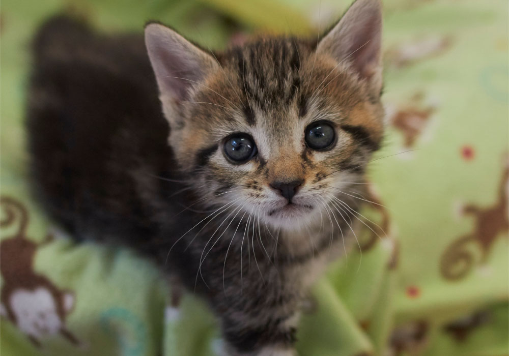 grey tabby kitten for adoption