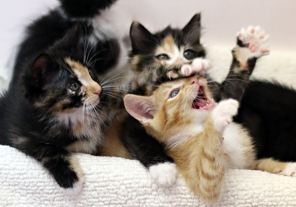 Bundle of Kittens at Kitten Rescue's Kitten Nursery