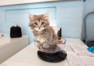 Fluffy Grey Tabby Kitten at Kitten Rescue's Kitten Nursery