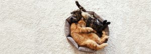 Two Cats in a Cat Bed