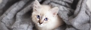 White kitten in a grey blanket