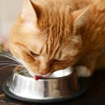 Food brand recommendations for kittens and cats