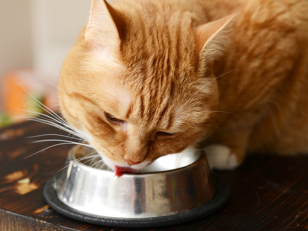 Best cat food 2025 for fiv cats