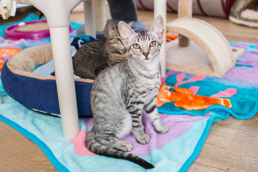 How much should a four outlet month old kitten eat