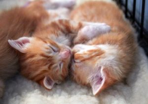 Kitten Care Basics
