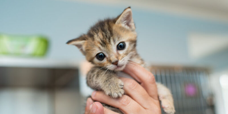 Feeding a 4 month old kitten hotsell