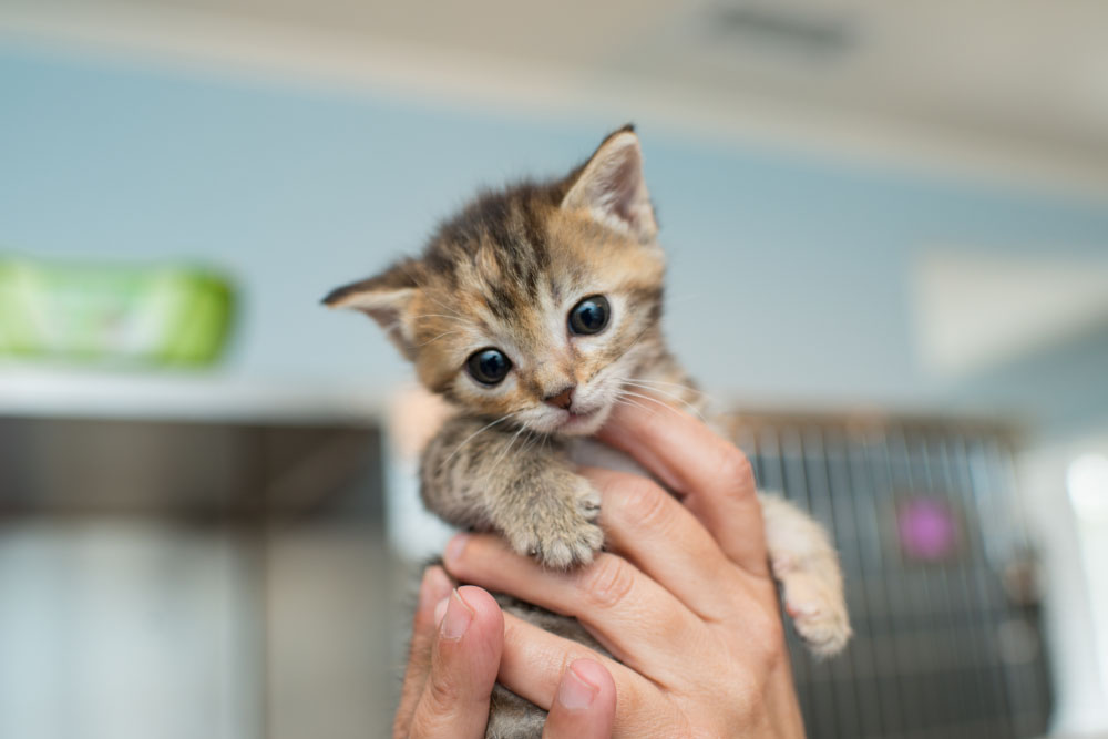 How to feed a 6 week old clearance kitten