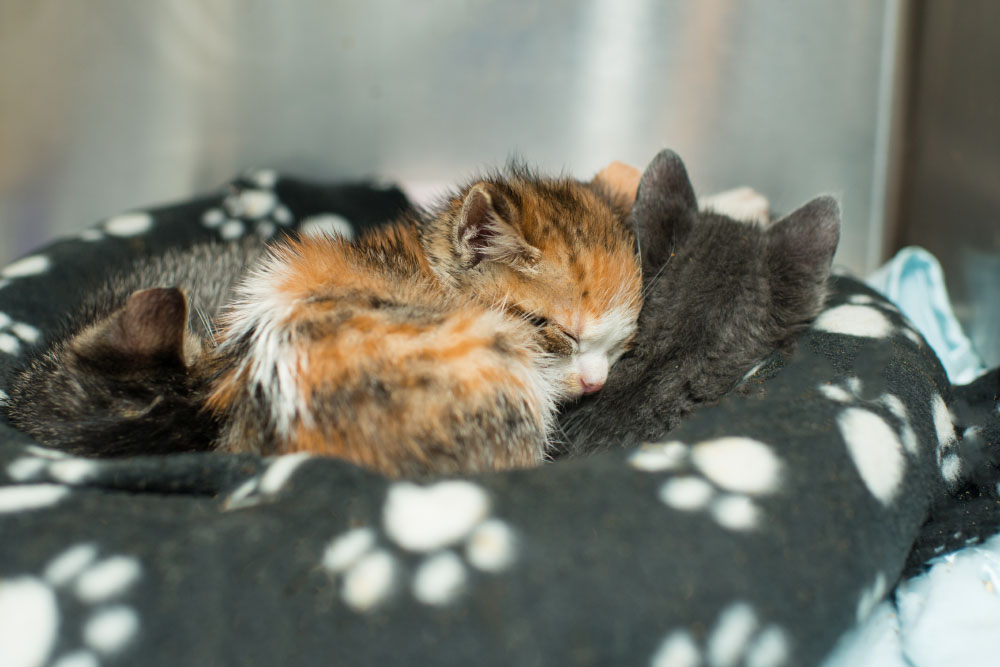 Taking care store of feral kittens