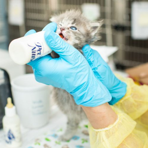 Raising Orphaned Kittens • Kitten Rescue