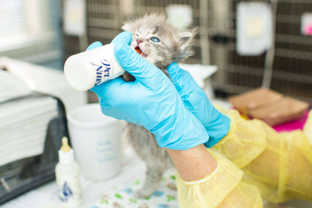 Can newborn kittens store drink baby formula