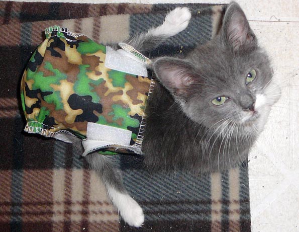 kitten diapers diy