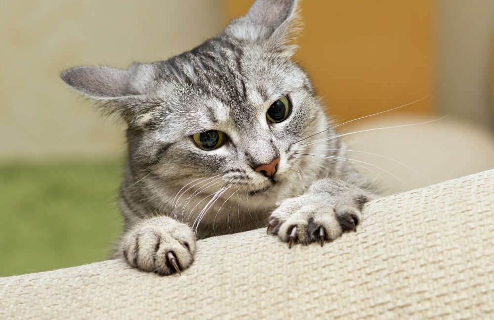 Declawing: Don’t Do It. Here’s Why. • Kitten Rescue