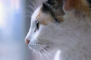 Feline Leukemia (FeLV)