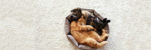 Kitten Rescue — Available Animals