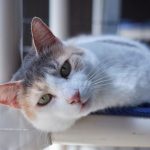 Sponsor a Cat — Queen Teuta