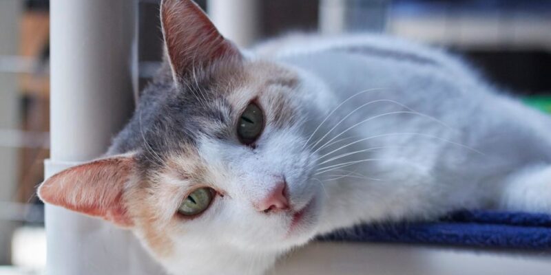 Sponsor A Cat — Queen Teuta