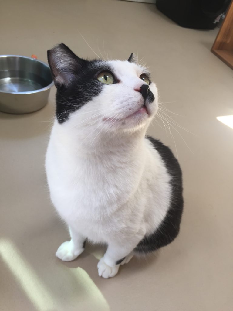 Kitten Rescue — Feline Leukemia Sanctuary Room Cat