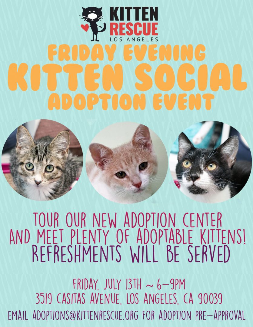Kitten Social Flyer