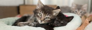 Kitten Rescue - What We Do