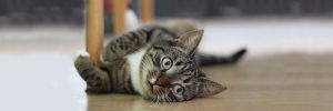 Kitten Rescue - Why Adopt