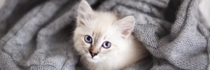 Kitten Rescue - Weekly Adoption Events