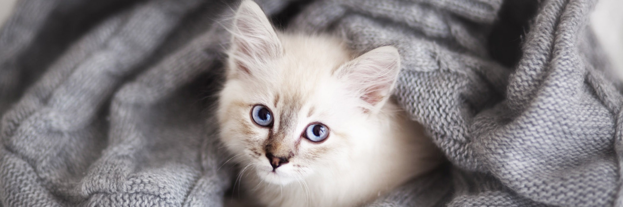 White cats for store adoption near me