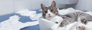 Kitten Rescue - Adoption Policies & Fees