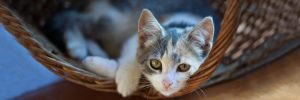 Kitten Rescue - Cat Adoption Form