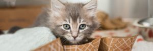 Kitten Rescue - Donate