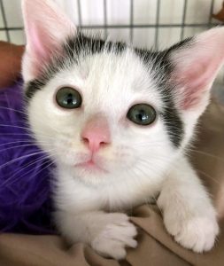 A Kitten at Kitten Rescue's Pet Food Express Adoption Event
