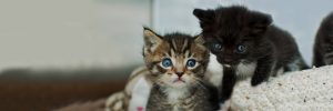 Kitten Rescue - The Kitten Nursery