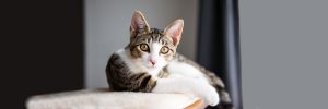 Kitten Rescue - Planned Giving