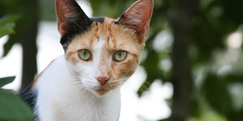 A Working Cat From Kitten Rescue's Cats On Pawtrol Program