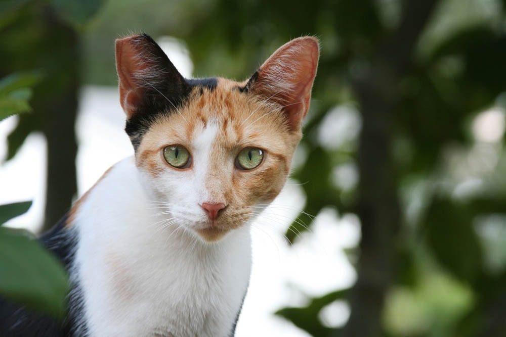 A working cat from Kitten Rescue's Cats On Pawtrol program