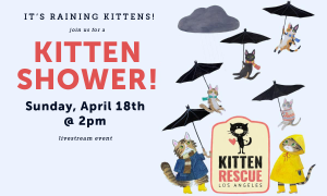 Kitten Rescue Virtual Kitten Shower
