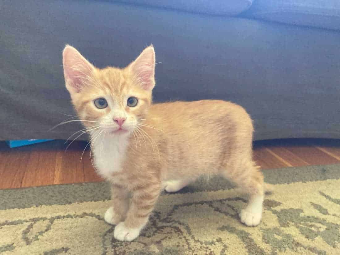 orange tabby kittens for sale