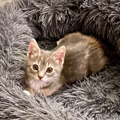 Cat Archives • Kitten Rescue