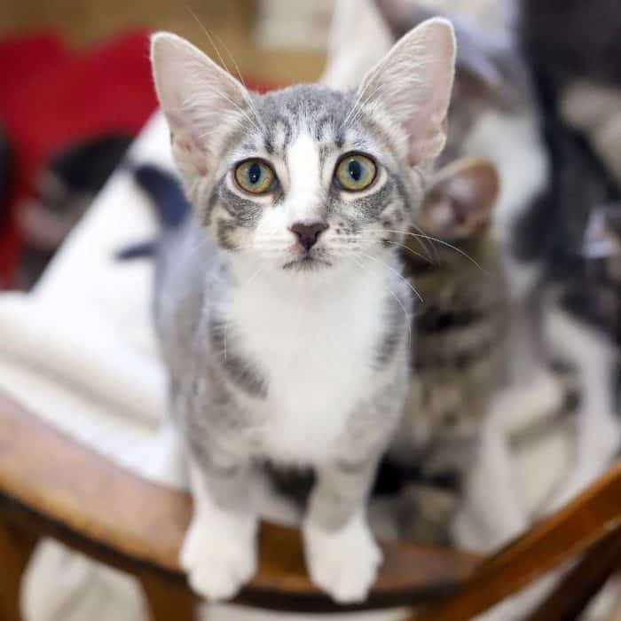 grey and white tabby kitten