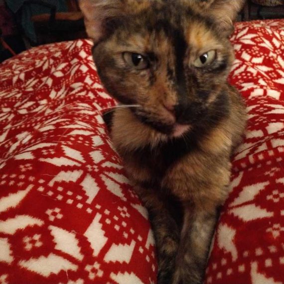 Tortoiseshell Archives • Kitten Rescue